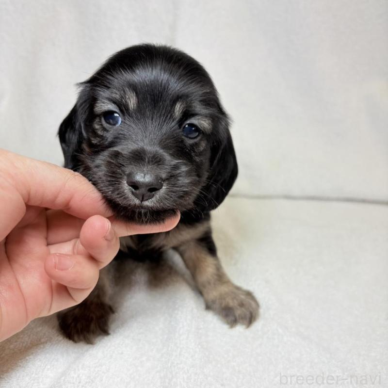 販売中の東京都のミニチュアダックスフンド(ロングヘアード)-450949の6枚目