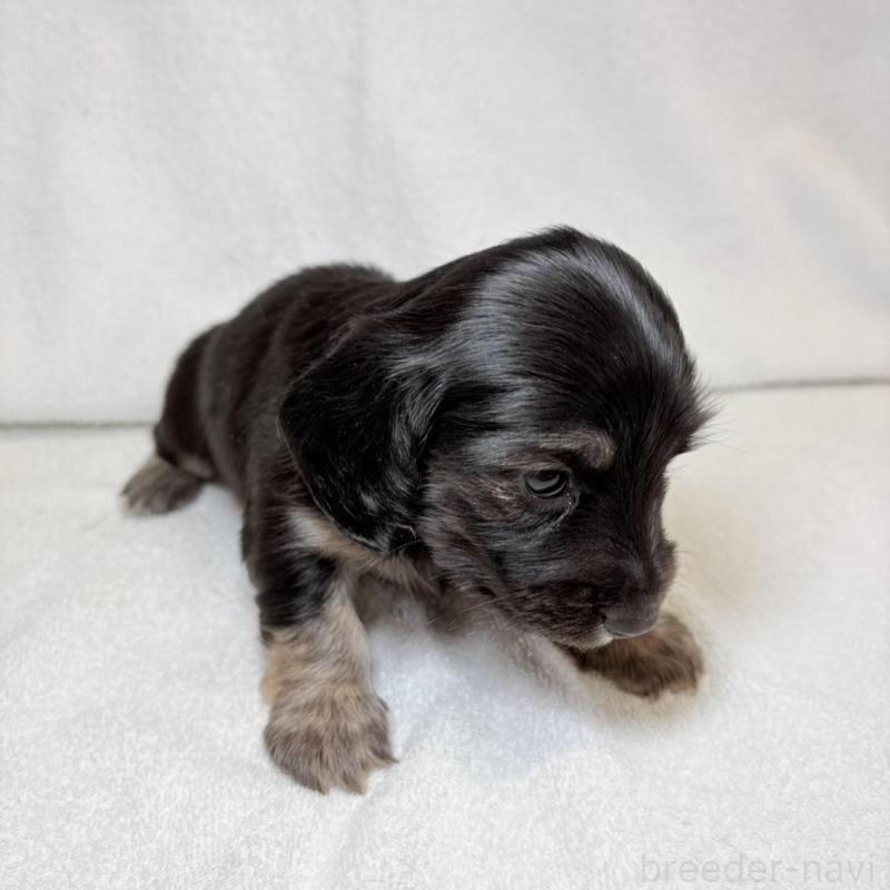 販売中の東京都のミニチュアダックスフンド(ロングヘアード)-450949の5枚目