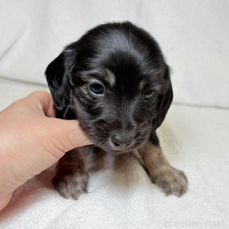 販売中の東京都のミニチュアダックスフンド(ロングヘアード)-450949の4枚目