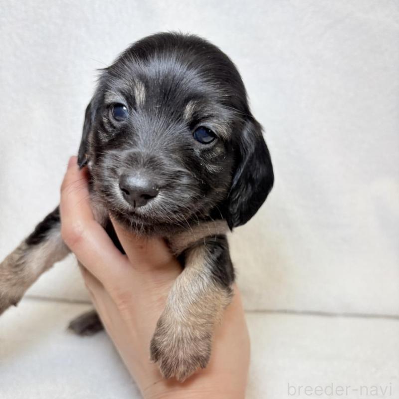 販売中の東京都のミニチュアダックスフンド(ロングヘアード)-450949の3枚目