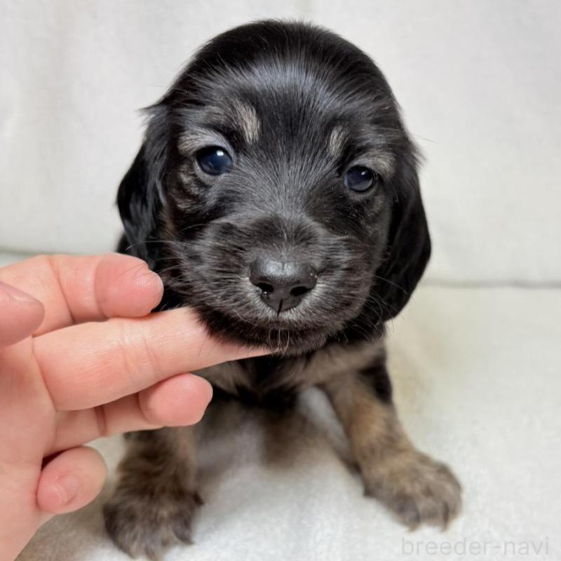 販売中の東京都のミニチュアダックスフンド(ロングヘアード)-450949の2枚目