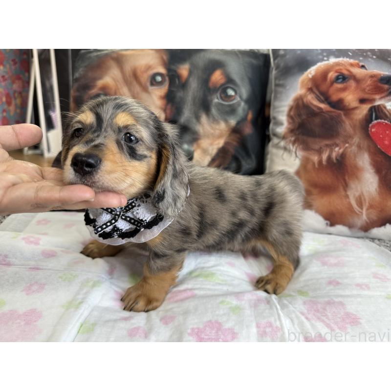 販売中の鹿児島県のミニチュアダックスフンド(ロングヘアード)-450951の2枚目