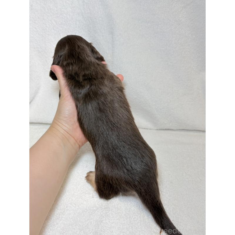 販売中の東京都のミニチュアダックスフンド(ロングヘアード)-450950の11枚目