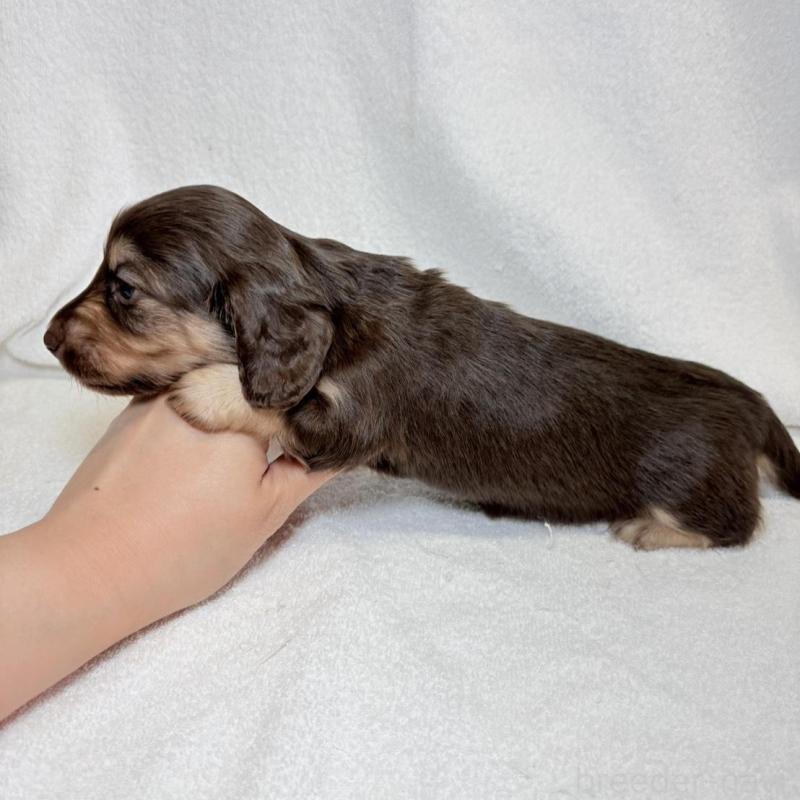 販売中の東京都のミニチュアダックスフンド(ロングヘアード)-450950の10枚目