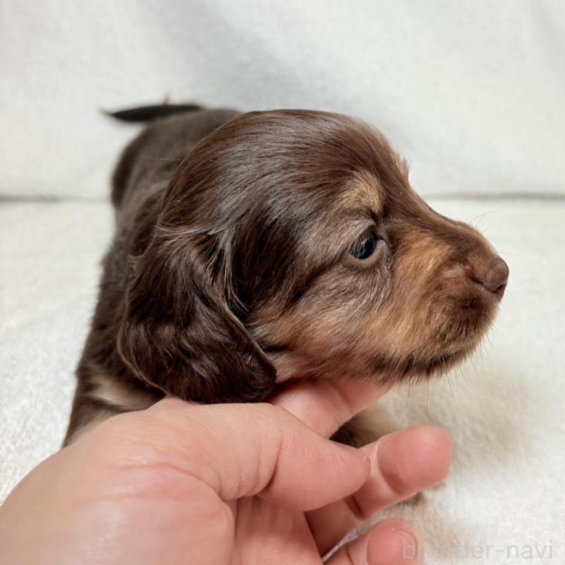 販売中の東京都のミニチュアダックスフンド(ロングヘアード)-450950の9枚目