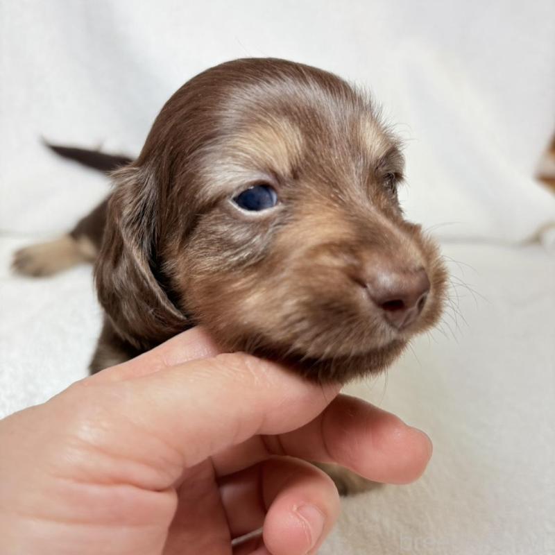 販売中の東京都のミニチュアダックスフンド(ロングヘアード)-450950の8枚目