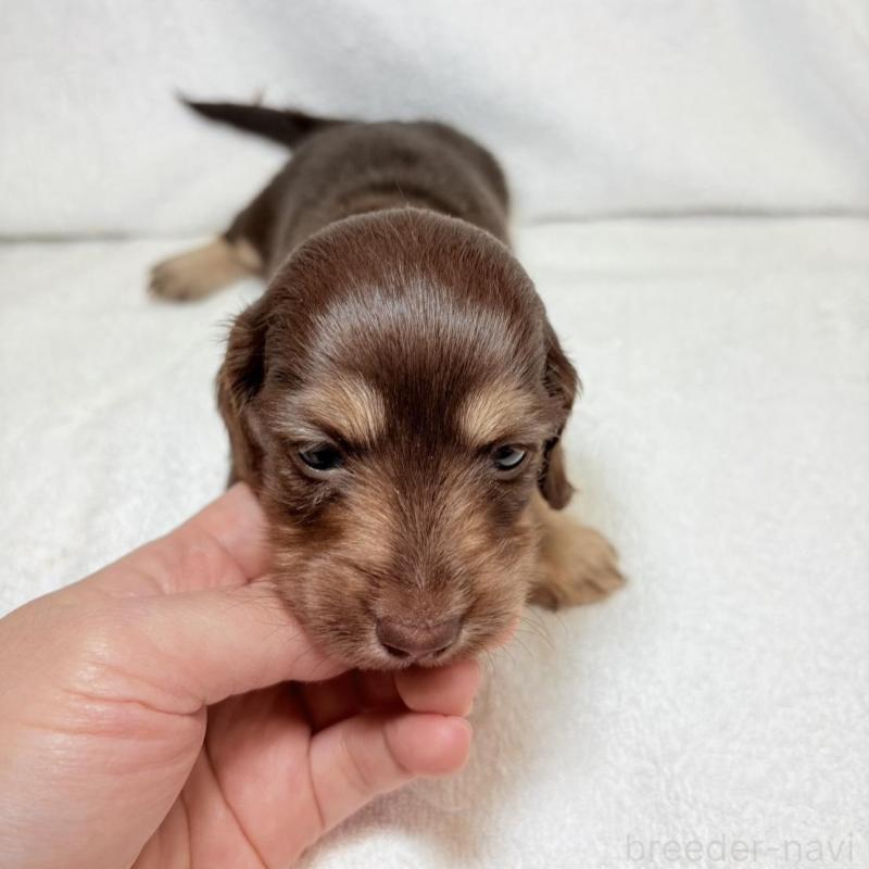 販売中の東京都のミニチュアダックスフンド(ロングヘアード)-450950の7枚目