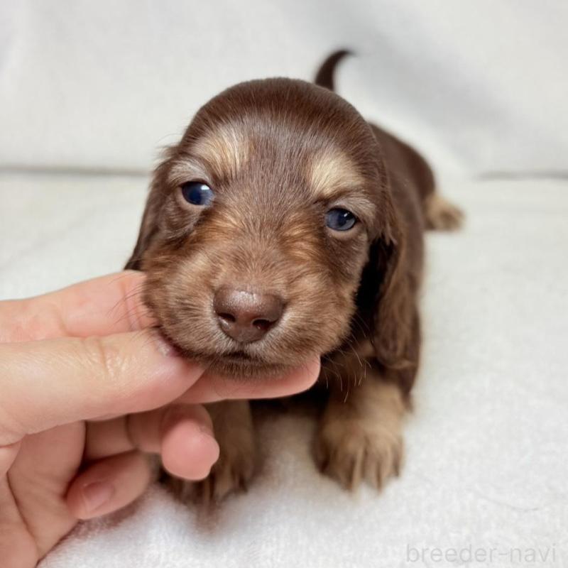 販売中の東京都のミニチュアダックスフンド(ロングヘアード)-450950の6枚目