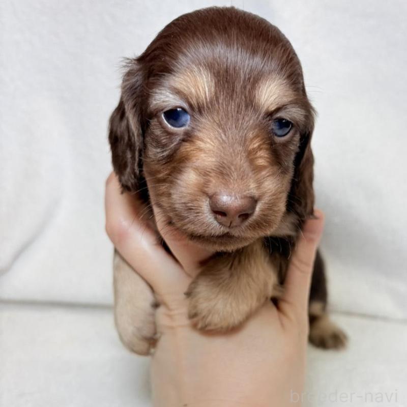 販売中の東京都のミニチュアダックスフンド(ロングヘアード)-450950の5枚目