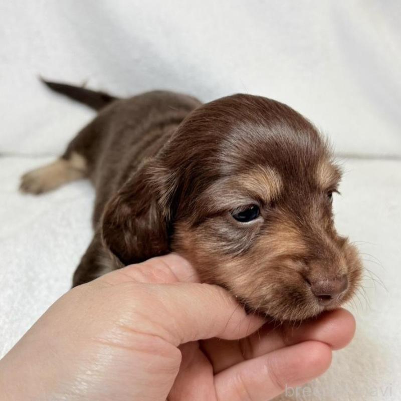 販売中の東京都のミニチュアダックスフンド(ロングヘアード)-450950の4枚目