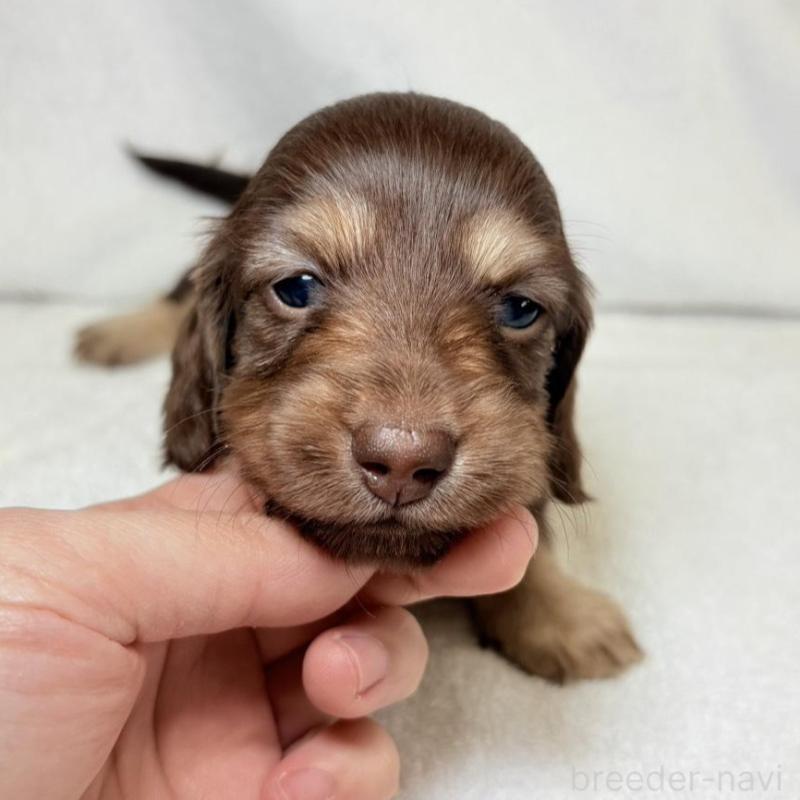 販売中の東京都のミニチュアダックスフンド(ロングヘアード)-450950の3枚目