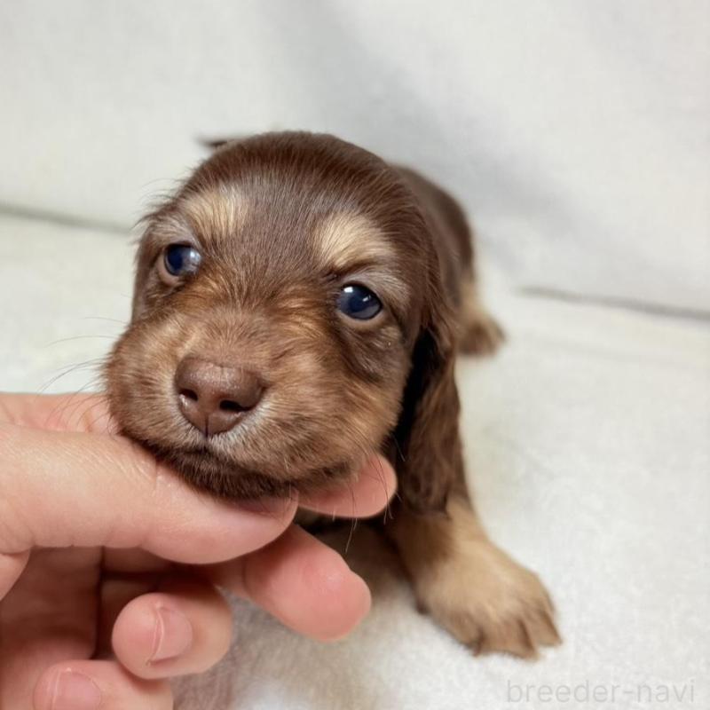 販売中の東京都のミニチュアダックスフンド(ロングヘアード)-450950の2枚目