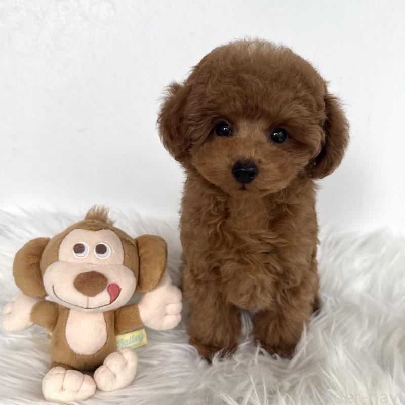 販売中の北海道のタイニープードル-450958の1枚目