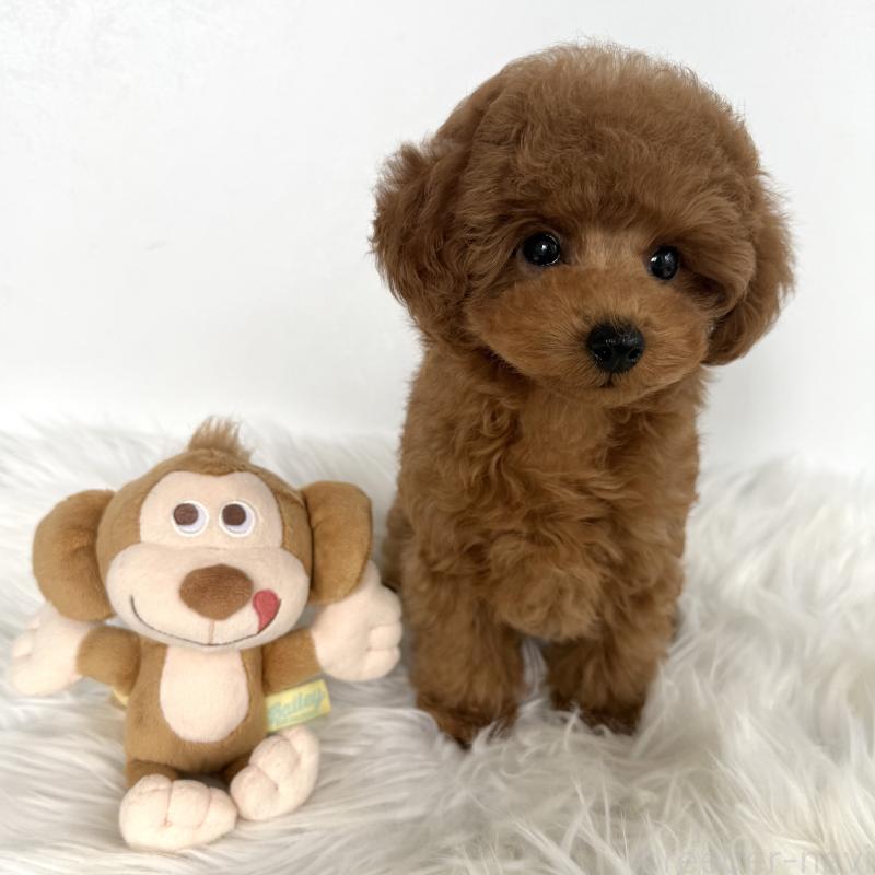 販売中の北海道のタイニープードル-450958の2枚目