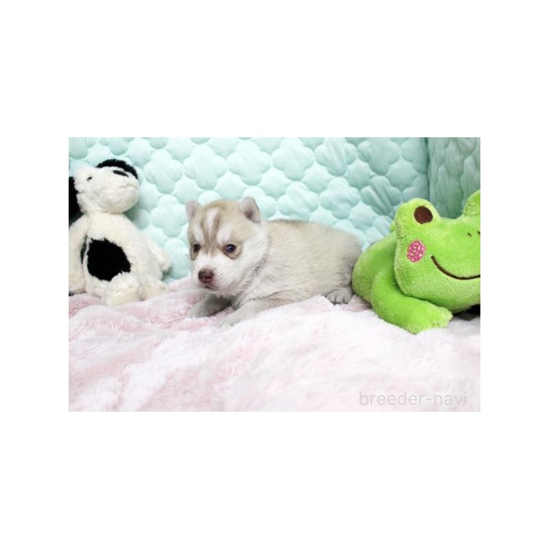 販売中の栃木県のシベリアンハスキー-450952の5枚目