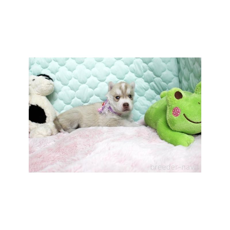 販売中の栃木県のシベリアンハスキー-450952の3枚目