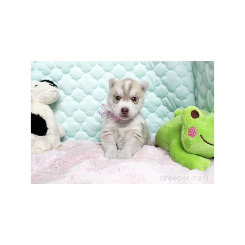 販売中の栃木県のシベリアンハスキー-450952の2枚目