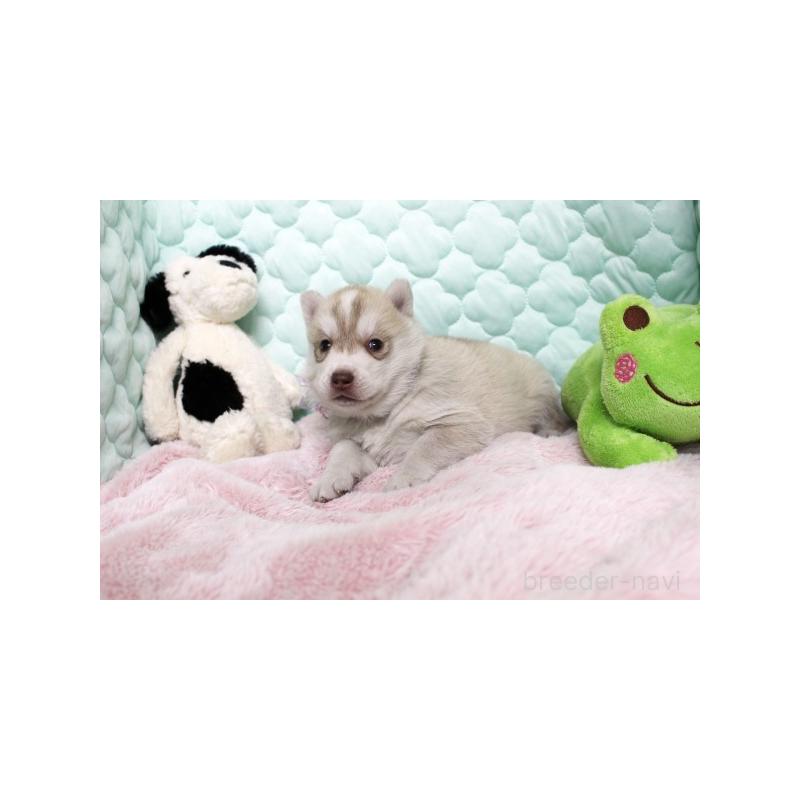 販売中の栃木県のシベリアンハスキー-450952の1枚目