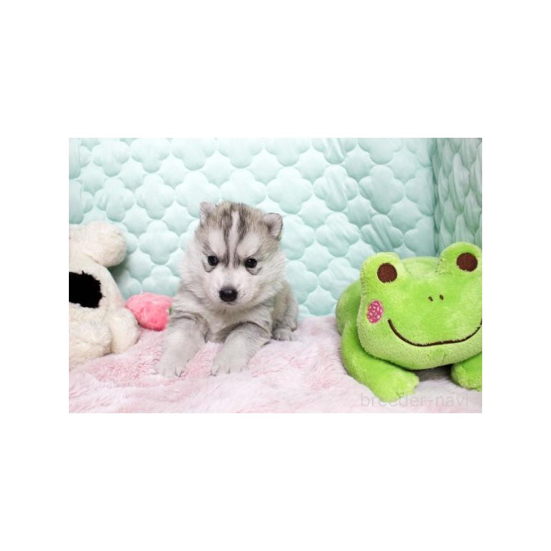 販売中の栃木県のシベリアンハスキー-450954