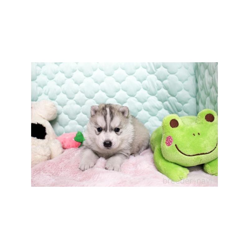 販売中の栃木県のシベリアンハスキー-450954の3枚目