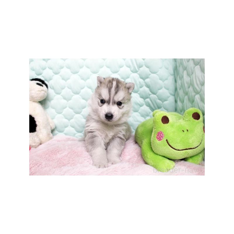 販売中の栃木県のシベリアンハスキー-450954の2枚目