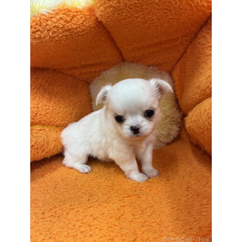 販売中の神奈川県のチワワ(ロングコート)-450956の4枚目