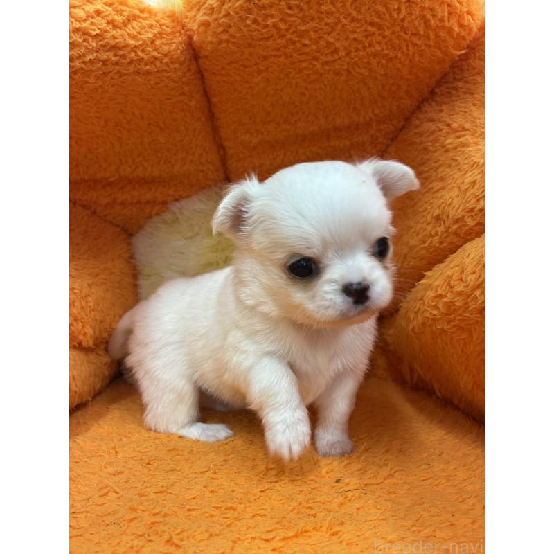 販売中の神奈川県のチワワ(ロングコート)-450956の2枚目