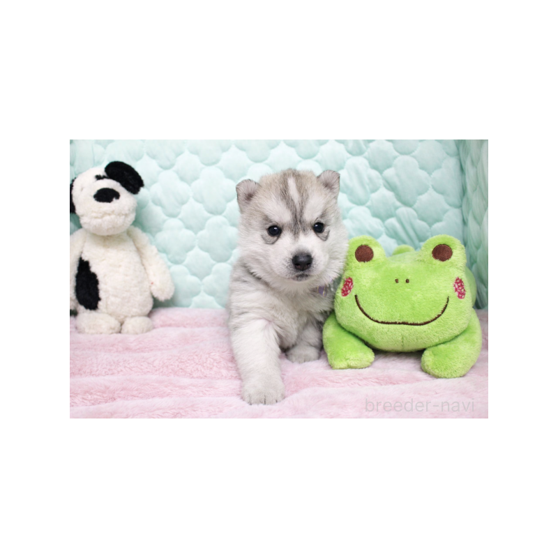 販売中の栃木県のシベリアンハスキー-450955