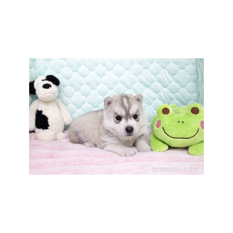 販売中の栃木県のシベリアンハスキー-450955の4枚目