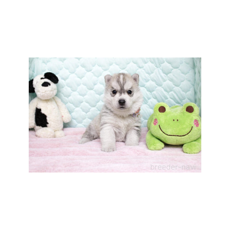 販売中の栃木県のシベリアンハスキー-450955の3枚目