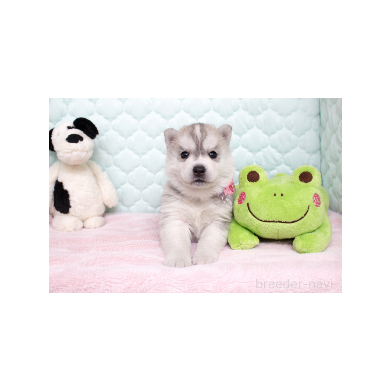 販売中の栃木県のシベリアンハスキー-450955の2枚目