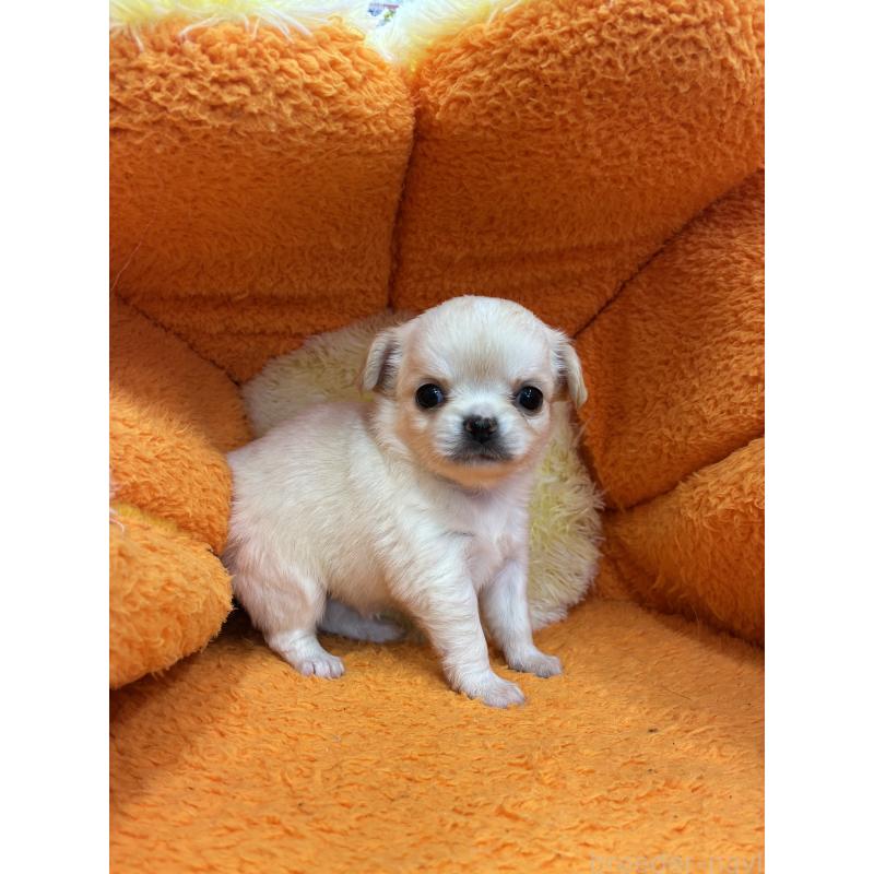 販売中の神奈川県のチワワ(ロングコート)-450957の4枚目