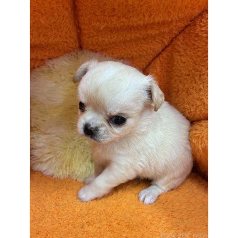 販売中の神奈川県のチワワ(ロングコート)-450957の3枚目