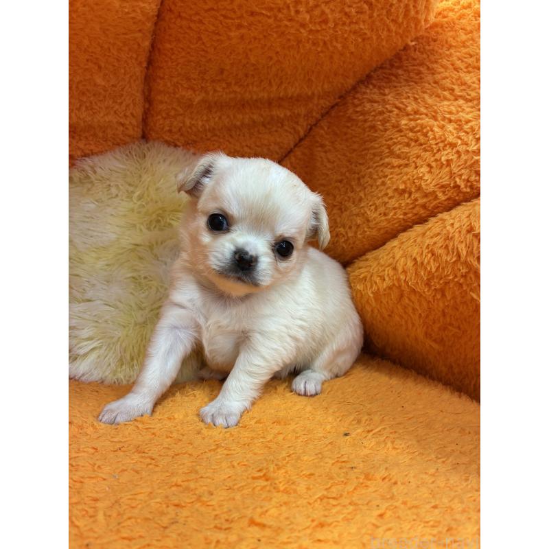 販売中の神奈川県のチワワ(ロングコート)-450957の2枚目