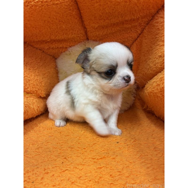 販売中の神奈川県のチワワ(ロングコート)-450959の4枚目