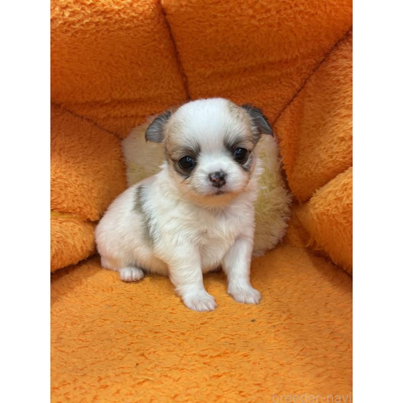 販売中の神奈川県のチワワ(ロングコート)-450959の3枚目