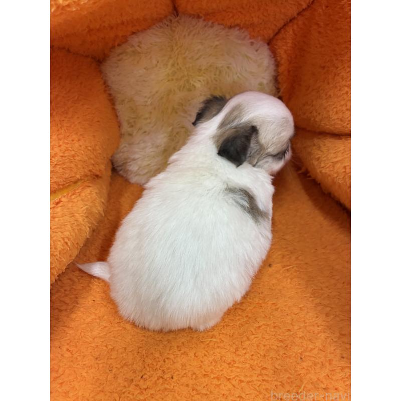 販売中の神奈川県のチワワ(ロングコート)-450959の2枚目