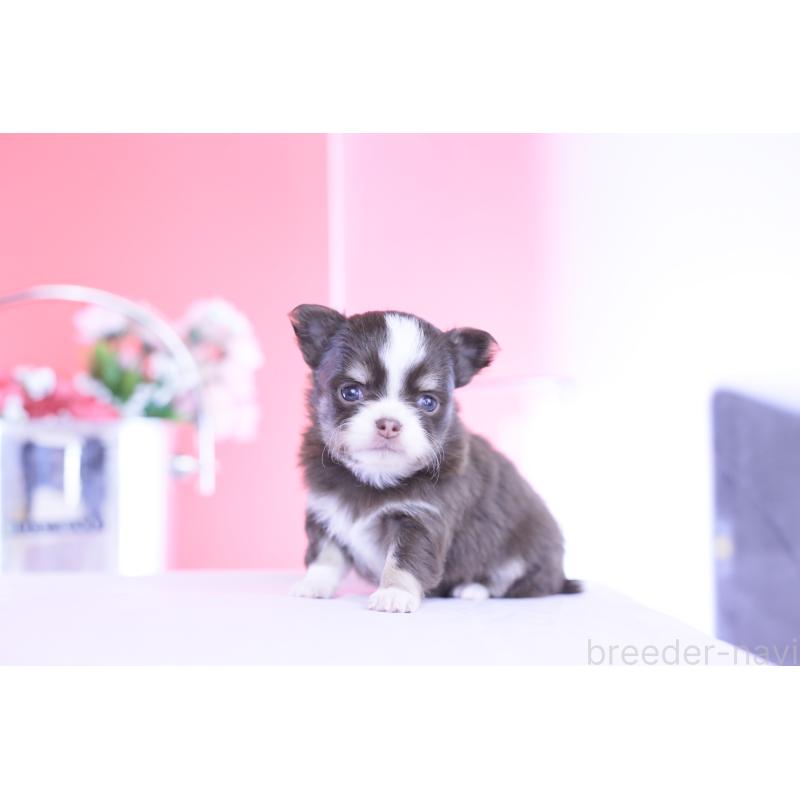 販売中の愛知県のチワワ(ロングコート)-450960の10枚目