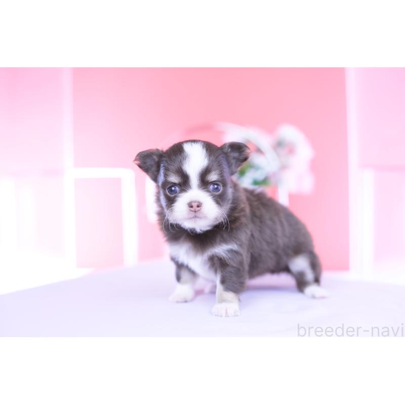 販売中の愛知県のチワワ(ロングコート)-450960の5枚目