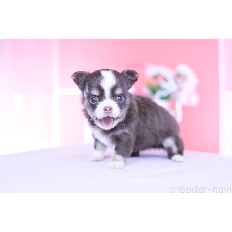 販売中の愛知県のチワワ(ロングコート)-450960の4枚目