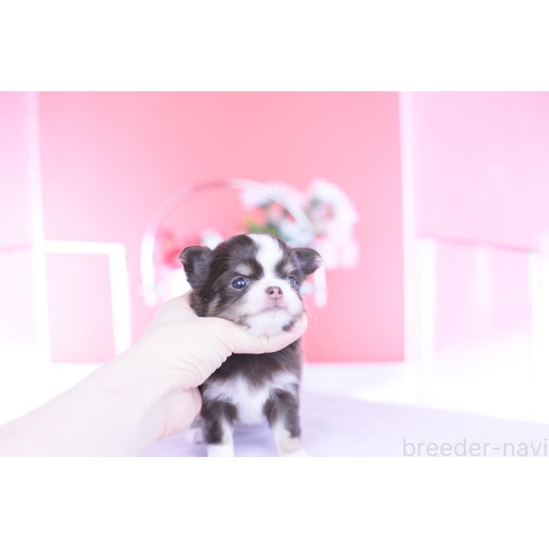 販売中の愛知県のチワワ(ロングコート)-450960の3枚目