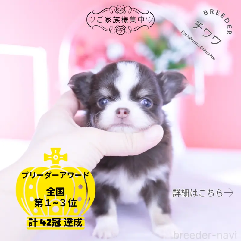 販売中の愛知県のチワワ(ロングコート)-450960の1枚目