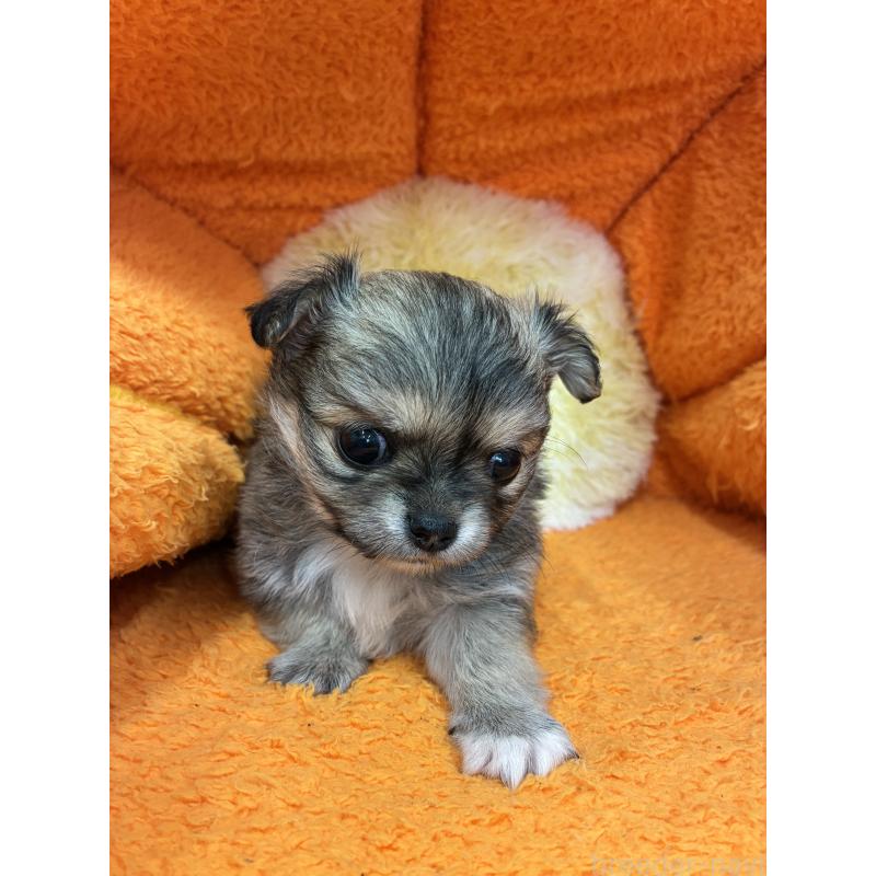 販売中の神奈川県のチワワ(ロングコート)-450966の5枚目