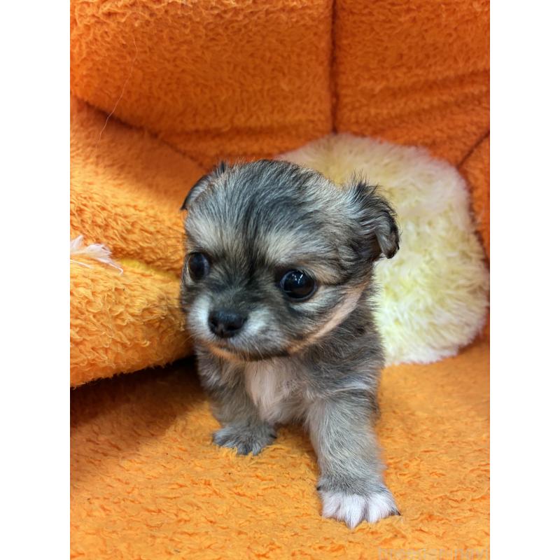 販売中の神奈川県のチワワ(ロングコート)-450966の4枚目