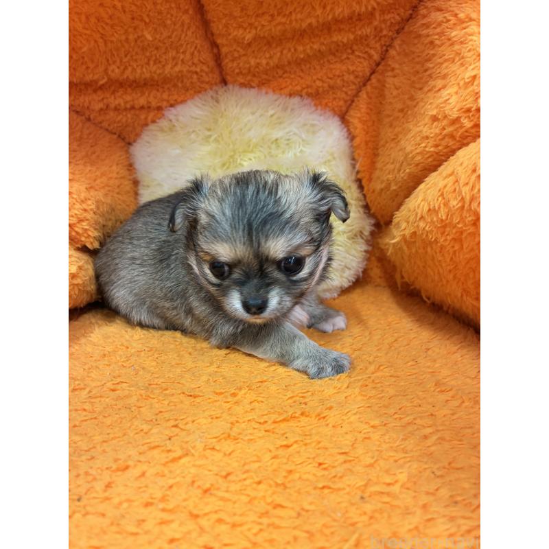 販売中の神奈川県のチワワ(ロングコート)-450966の3枚目