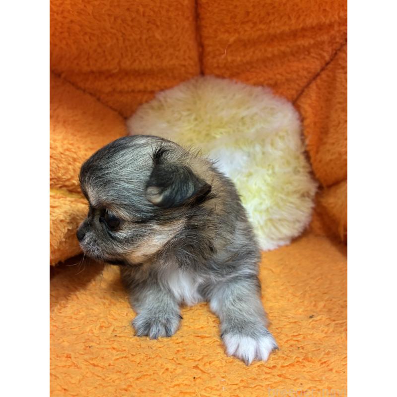 販売中の神奈川県のチワワ(ロングコート)-450966の2枚目