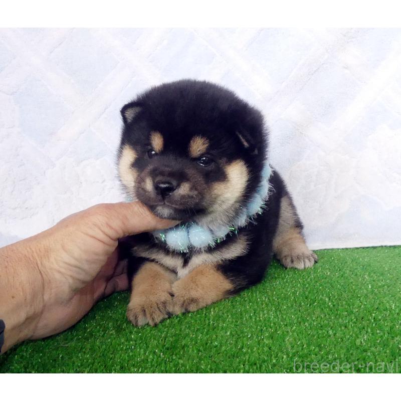 販売中の静岡県の豆柴-450961の5枚目