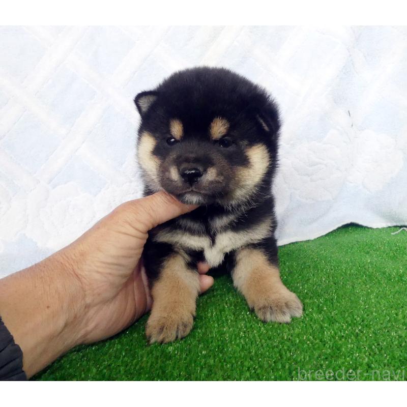 販売中の静岡県の豆柴-450961の4枚目