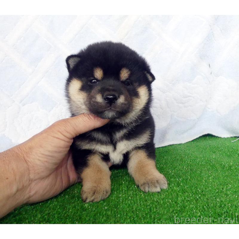 販売中の静岡県の豆柴-450961の3枚目