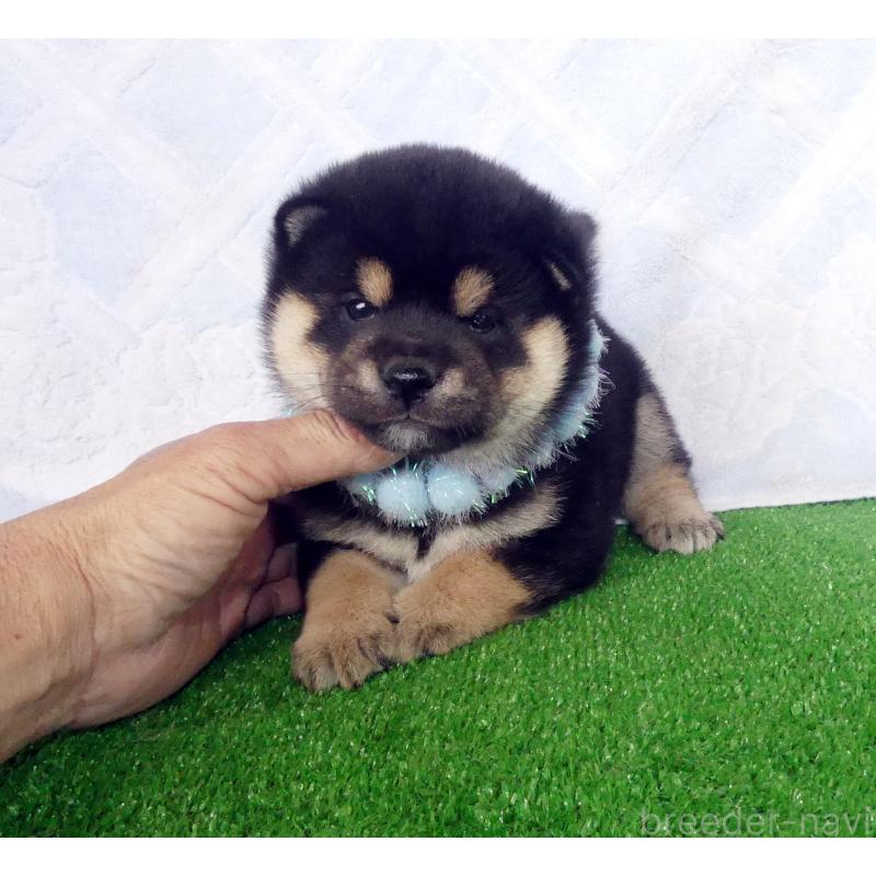 販売中の静岡県の豆柴-450961の2枚目